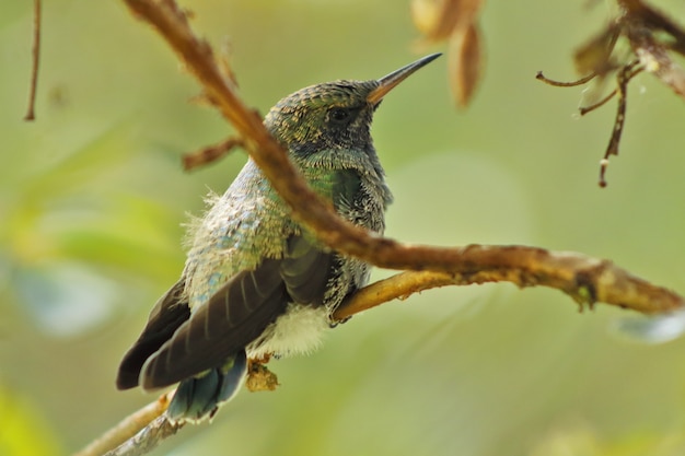 Colibri (colibri coruscans) preso allo stato brado appollaiato sui rami
