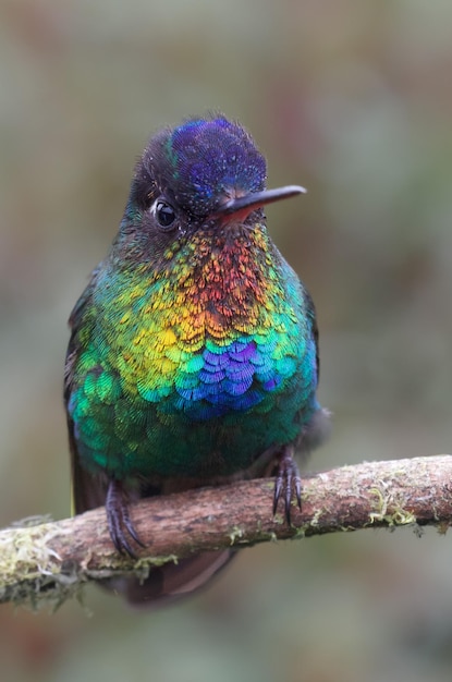 colibri garganta de fuego