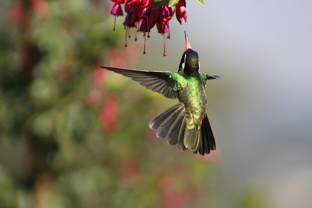 Colibri hummingbird