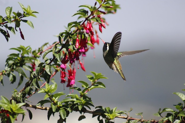 Foto colibrì colibrì