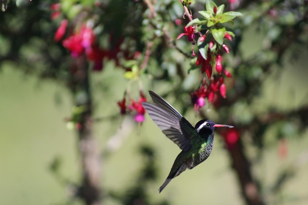 Foto colibrì colibrì