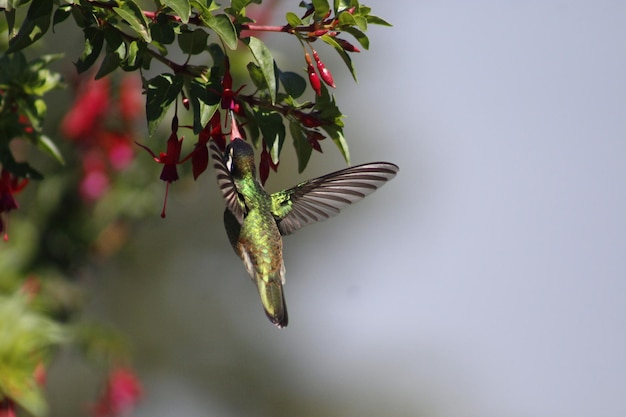 Foto colibrì colibrì