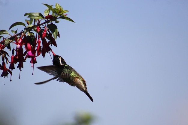 Foto colibrì colibrì