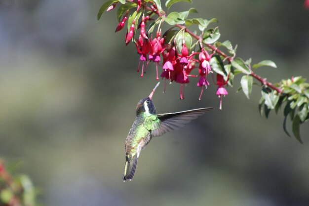 Foto colibrì colibrì