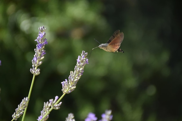 Colibry butterfly on lavender flower