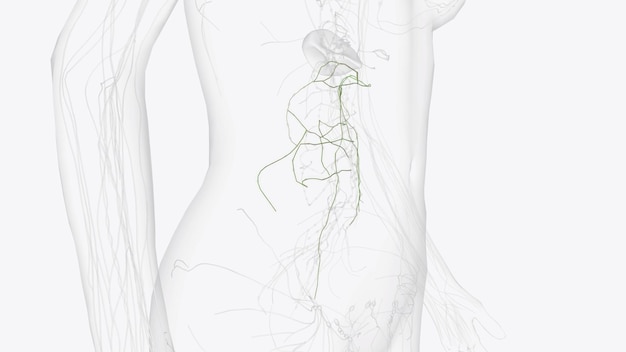 Photo colic lymphatic vessels