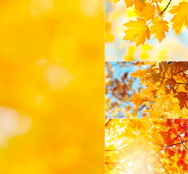 Collage autumn landscape