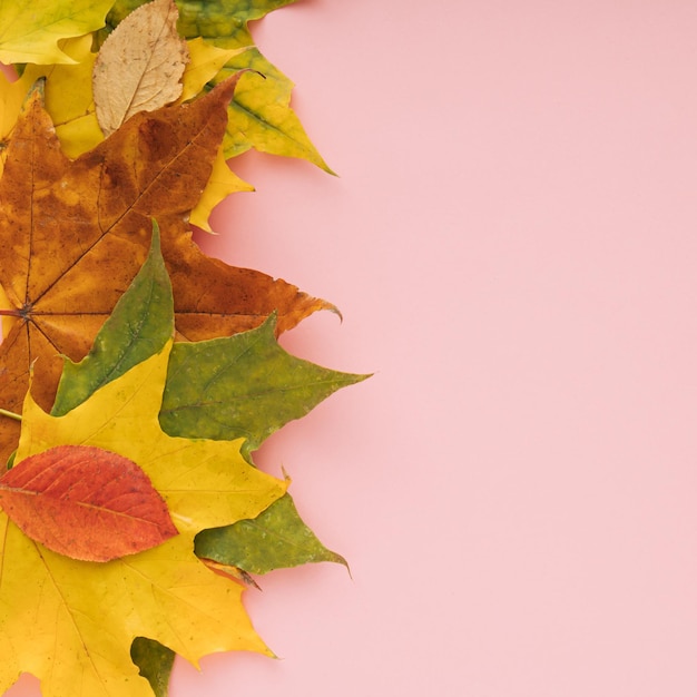 Collage of autumn leaves in different colors on pastel pink background