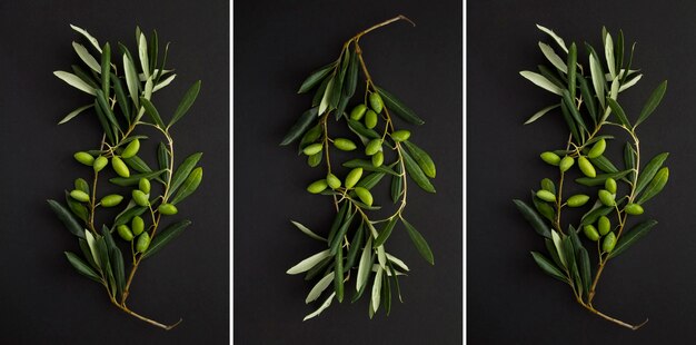 Collage of a branch with green olives on the black background Closeup