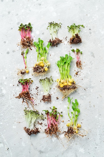 Photo collage of different microgreens set of colored micro greens on a gray background top view macro photo