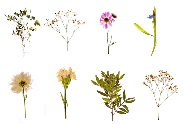 Photo collage of dried herbarium plants on a white background