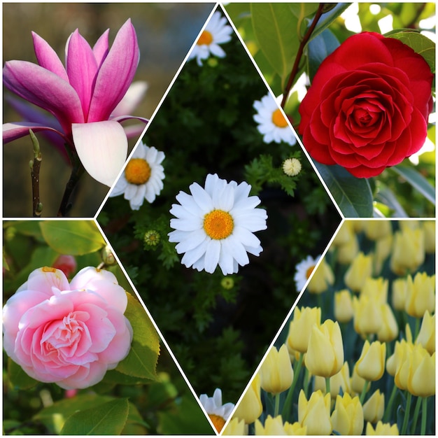 A collage of flowers including a pink and white flower.