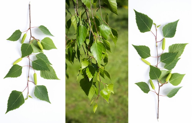 Collage of green birch branch Closeup Spring background