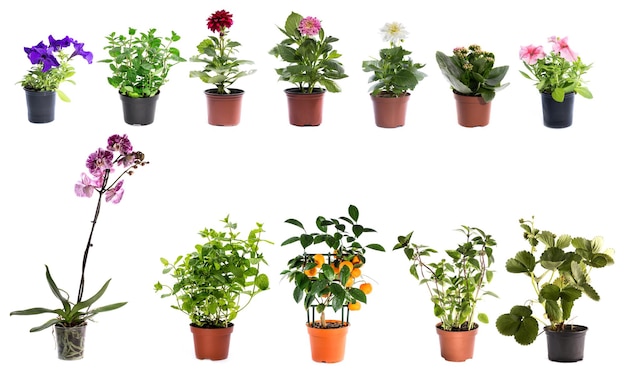 Collage of indoor plants in pots on a white background