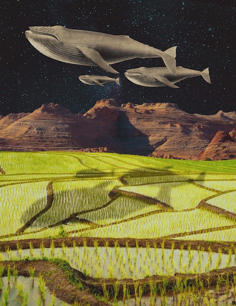 Collage met walvissen en sterren
