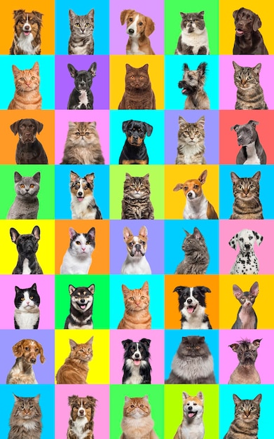 Collage of multiple headshot photos of dogs and cats on a multicolored background of a multitude of different bright colors