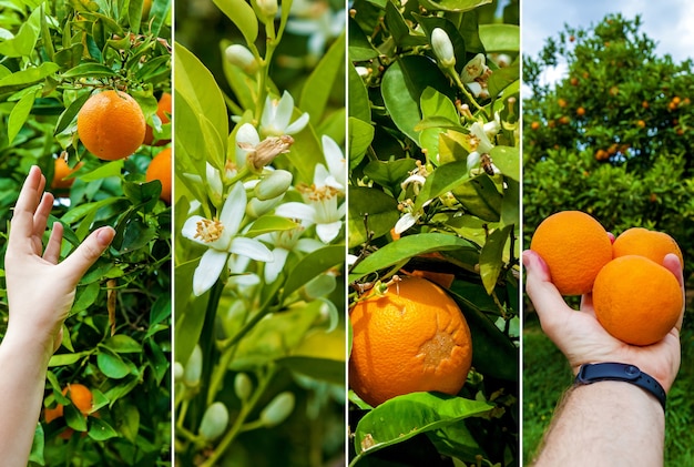 Collage orange garden with rows of orange trees harvest of sweet juicy oranges