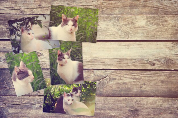 Photo collage of photos of cat