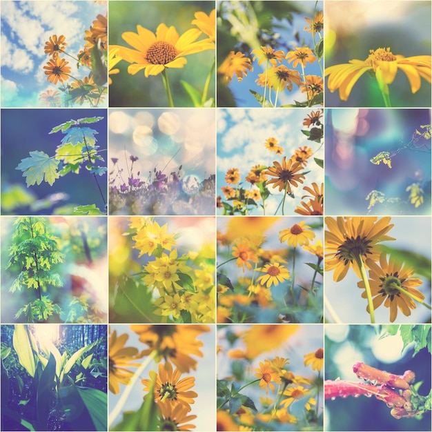 Collage of the Summer flowers