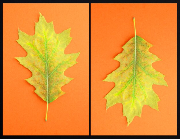 Collage van droog geel blad Herfst achtergrond Close-up