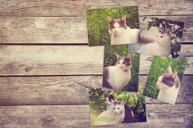 Collage van foto's van kat