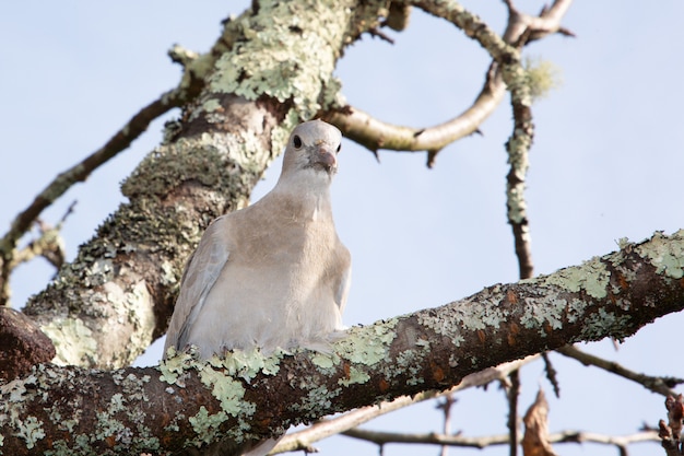 Collar Dove turtledove which is similar to a pigeon perched on branch tree