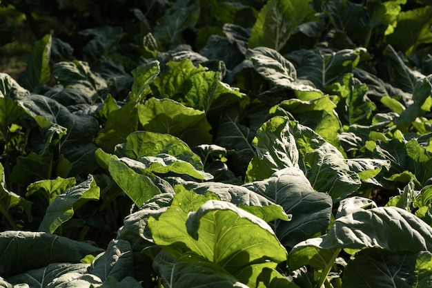 Collard greens in home garden