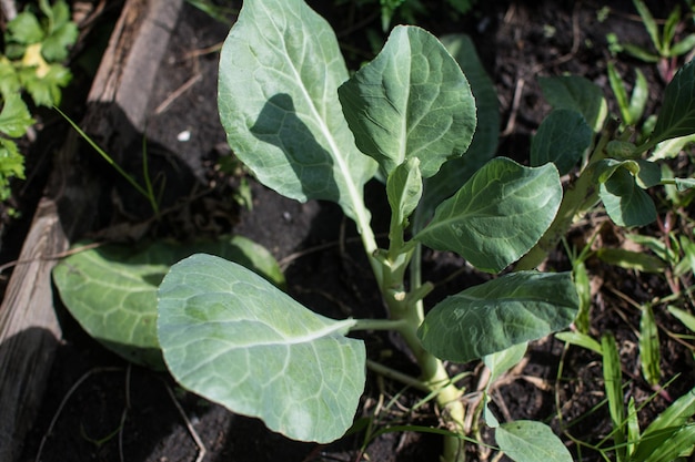 Collard greens in the little garden