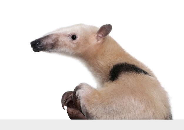 Collared Anteater going out from behind a grey blank panel  - Tamandua tetradactyla on a white isolated