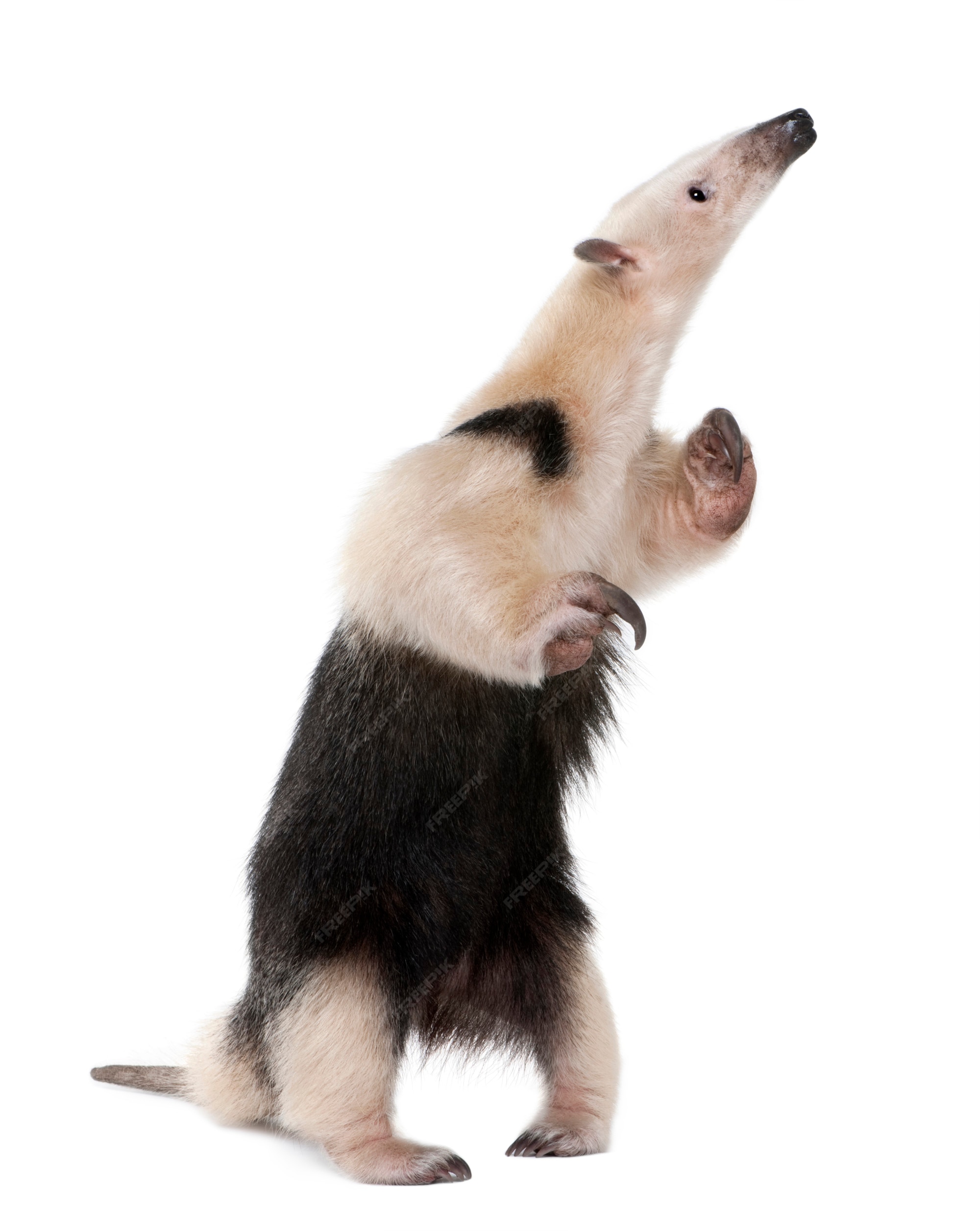  Anteater T-Pose Tamandua Sweatshirt : Clothing, Shoes