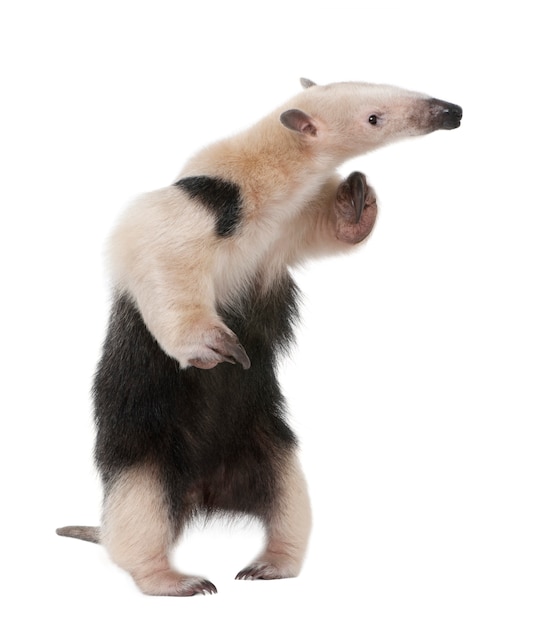 Collared Anteater- Tamandua tetradactyla on a white isolated