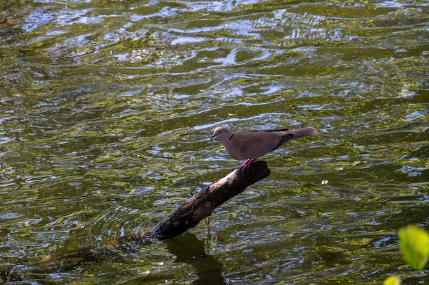 Collared dove drinking a water