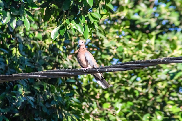 A Collared Dove Perched on an Electric Cable in a Park