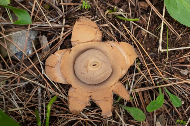 Photo collared earthstar saucered earthstar or triple earthstar geastrum triplex malaga spain