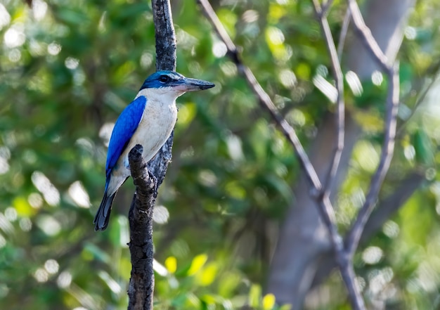 Collared Kingfisher perching on tree branch, Thailand