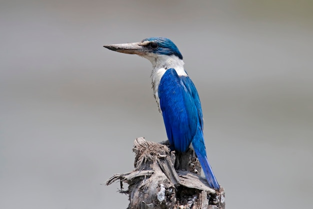 Photo collared kingfisher todiramphus chloris beautiful birds of thailand