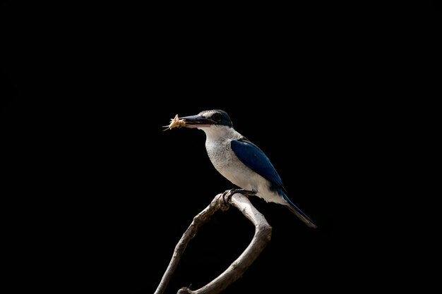 Photo collared kingfisher whitecollared kingfisher mangrove kingfisher todiramphus chloris on a branch with a black backdrop