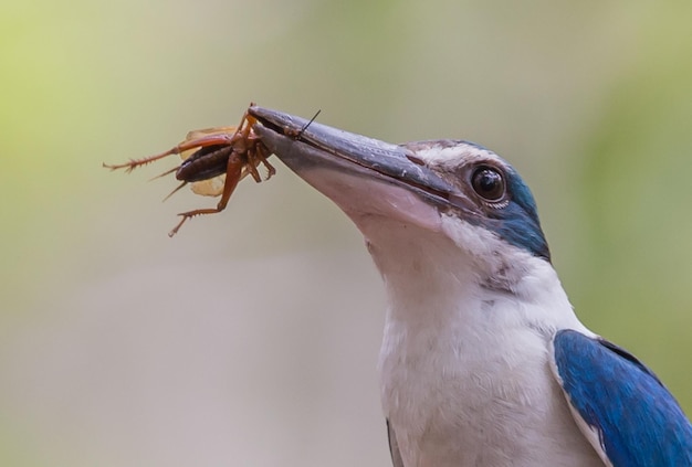 Collared kingfisher Whitecollared kingfisher Mangrove kingfisher