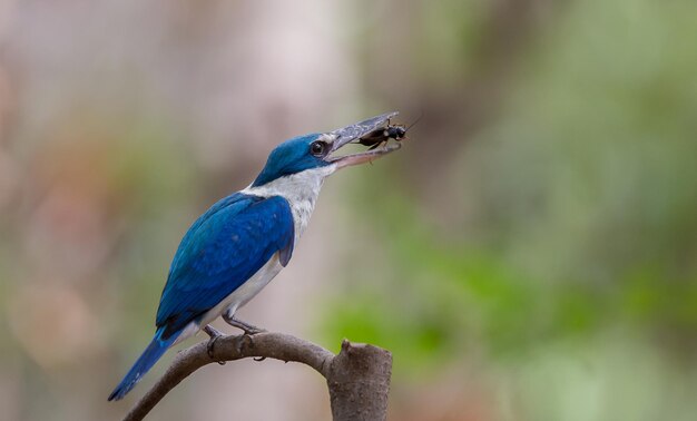 Collared kingfisher Whitecollared kingfisher Mangrove kingfisher