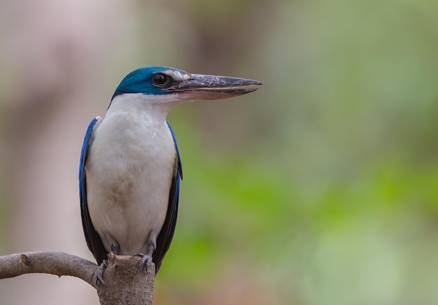 Collared kingfisher Whitecollared kingfisher Mangrove kingfisher