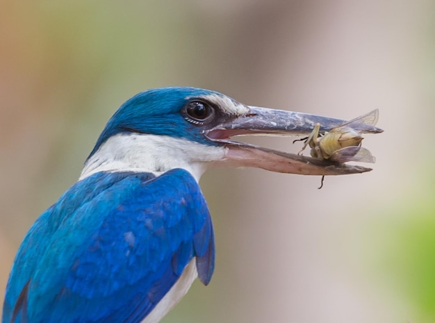 Collared kingfisher Whitecollared kingfisher Mangrove kingfisher