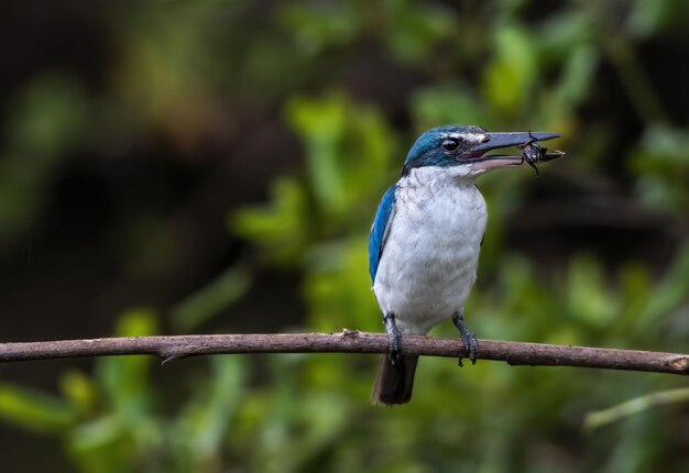 Collared Kingfisher with prey perching on tree branch , Thailand