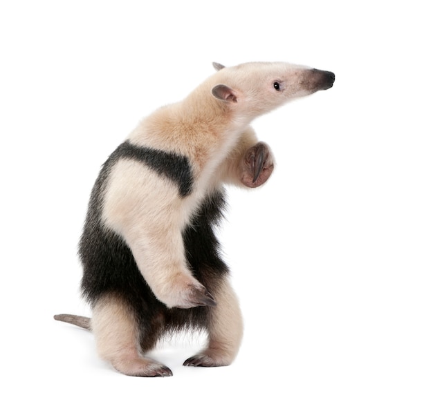 Collared Miereneter, Tamandua-tetradactyla, die zich op geïsoleerd wit bevinden