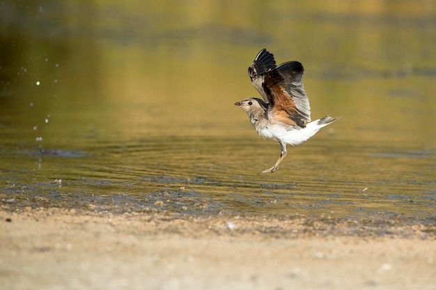 Collared pratincole flying in a wetland in central Spain in the last light of the afternoon