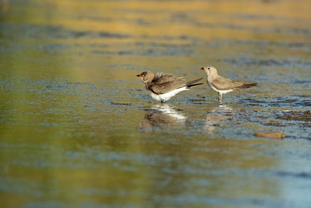 Collared pratincole in a lagoon in central Spain with the last lights of the afternoon