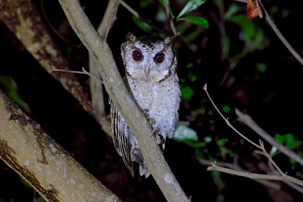 Воротник совок сова Otus sagittatus Красивые птицы Таиланда