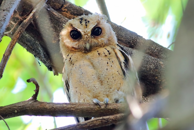 Collared scops owl Otus sagittatus Mooie vogels van Thailand