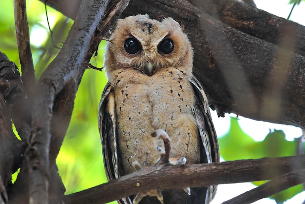 Collared scops owl Otus sagittatus Mooie vogels van Thailand