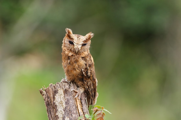 Collared scops owl