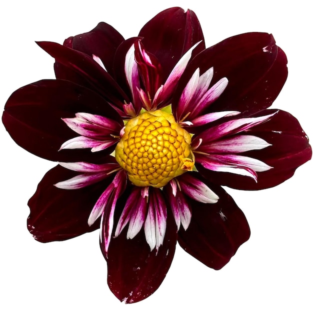 Photo collarette dahlia plant